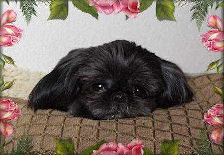 Dancer Chinese Imperial Shih Tzu Stud